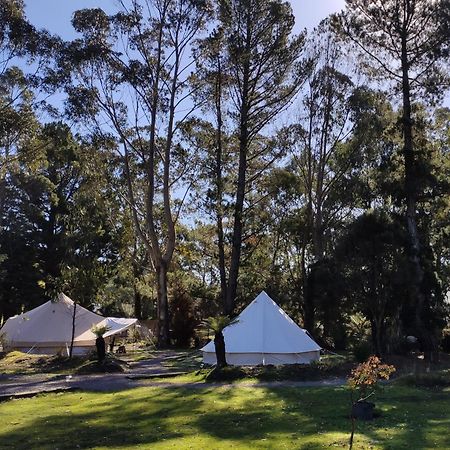 Glamping At Zeehan Bush Camp Ngoại thất bức ảnh